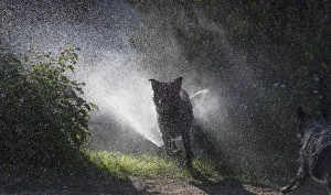 Images Dated 27th April 2019: Herding dogs at play in water