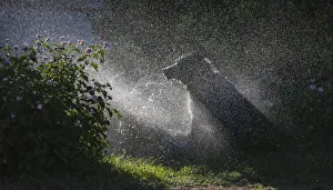 Excitement Prints: Herding dogs at play in water