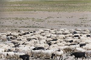 Herding sheep in the Himalayas, Taglangla Pass, Ladakh, India