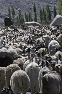 Karakoram Prints: Herding sheep in the Karakorum, Nubra, Ladakh, India