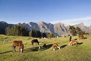 Images Dated 8th October 2010: Herds grazing near the village of Amiwalka in the highlands of Ethiopia