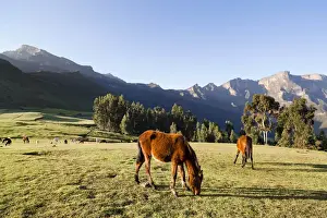 Amhara Prints: Herds grazing near the village of Amiwalka in the highlands of Ethiopia