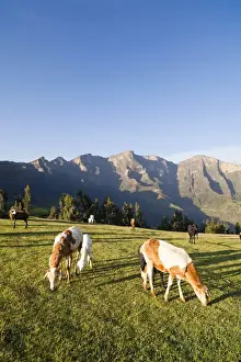 Images Dated 8th October 2010: Herds grazing near the village of Amiwalka in the highlands of Ethiopia