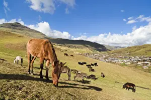 Amhara Prints: Herds grazing near the village of Arkwasiye in the Highlands of Ethiopia