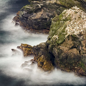 Images Dated 20th June 2015: Hermaness National Nature Reserve on the island Unst