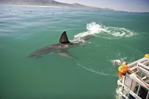 Hermanus, South Africa. Some of the legendary Great White Shark diving off the coast of Mosselbaai