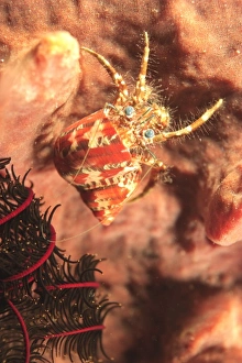 Indo Pacific Prints: Hermit Crab, Banda Sea, Indonesia