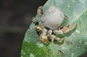 Images Dated 10th December 2006: Hermit Crab, Pagurus sp. adult on leaf, Manuel Antonio National Park, Central Pacific Coast