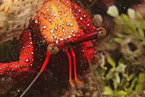 hermit crab, Scuba Diving at Tukang Besi / Wakatobi Archipelago Marine Preserve, South Sulawesi