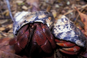 Images Dated 31st August 2011: Hermit Crabs (Paguroidea)