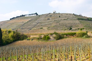 Images Dated 11th August 2015: The Hermitage vineyards on the hill behind the city Tain-laiHermitage, The Maison Blanche