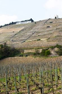Bucolic Prints: The Hermitage vineyards on the hill behind the city Tain-laiHermitage, The Maison Blanche
