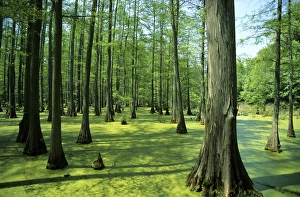 Pretty Prints: Heron Pond bald cypress trees in Little Black Slough State Natural Area