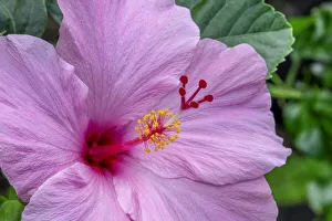 Malvaceae Prints: Hibiscus