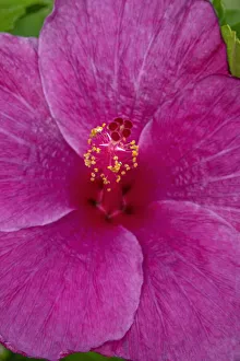 Hibiscus
