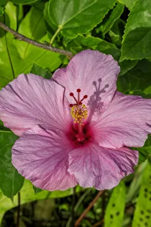 Hibiscus
