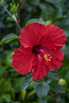 Floral & Botanical Collection: Hibiscus
