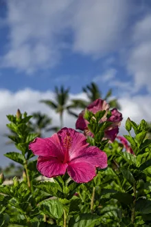 Hibiscus