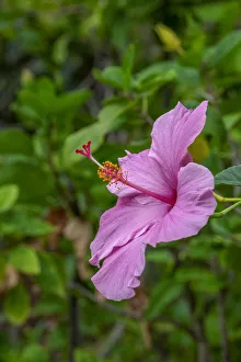 Hibiscus
