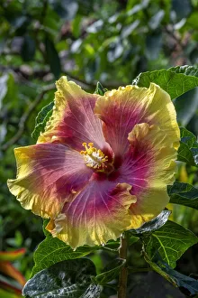 Malvaceae Prints: Hibiscus flower