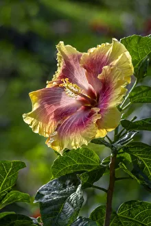 Hibiscus flower