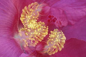 Flash Prints: Hibiscus Flower