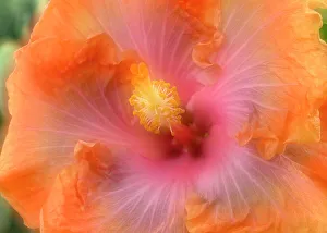Malvaceae Prints: Hibiscus flower composite