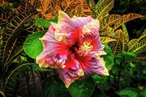 Beautiful Prints: Hibiscus flower in the Galaxy Garden, Paleaku Gardens Peace Sanctuary, Kona Coast