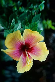 Hibiscus flower on the island of Martinique, Caribbean Sea