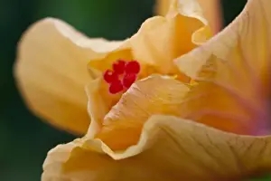 Malvaceae Prints: Hibiscus flower opening to reveal its pistil and stamen - Maui, Hawaii