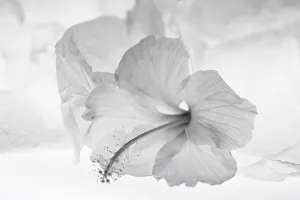 Images Dated 23rd January 2020: Hibiscus Flower and Tissue Paper with Light