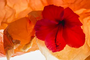 Images Dated 23rd January 2020: Hibiscus Flower and Tissue Paper with Light