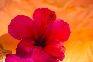 Images Dated 23rd January 2020: Hibiscus Flower and Tissue Paper with Light