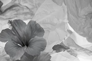 Images Dated 23rd January 2020: Hibiscus Flower and Tissue Paper with Light