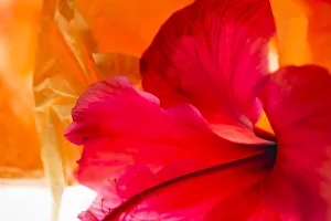 Images Dated 23rd January 2020: Hibiscus Flower and Tissue Paper with Light