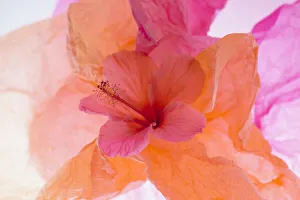 Images Dated 23rd January 2020: Hibiscus Flower and Tissue Paper with Light