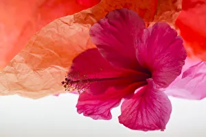 Images Dated 23rd January 2020: Hibiscus Flower and Tissue Paper with Light