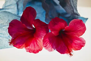 Images Dated 23rd January 2020: Hibiscus Flower and Tissue Paper with Light