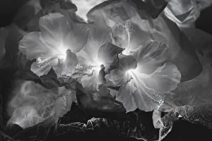 Images Dated 23rd January 2020: Hibiscus Flower and Tissue Paper with Light