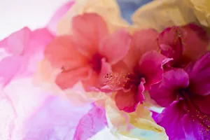 Images Dated 23rd January 2020: Hibiscus Flower and Tissue Paper with Light