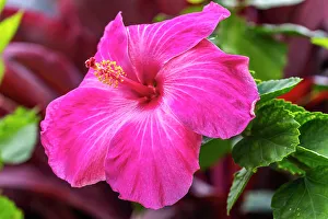 Shrub Prints: Hibiscus flowers, Oahu, Hawaii