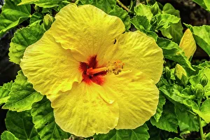 Shrub Prints: Hibiscus flowers, Waikiki, Oahu, Hawaii