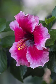Kauai Prints: Hibiscus, Kauai, Hawaii