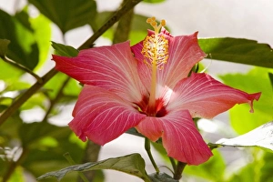 Malvaceae Prints: Hibiscus, Malvaceae, flowering plant, mallow family, Butterfly Aviary, Agua Caliente