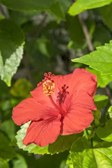 Peach Prints: Hibiscus, New Smyrna Beach, Florida, USA