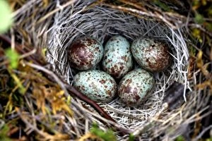 A well hidden White-Crowned Sparrow (Zonotrichia leucophrys) nest with several egg
