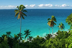Away From It All Prints: A high angle view of palm trees and tropical vegetation on a beach in the Indian Ocean