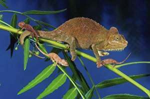 High Casque Chameleon (Female) w / young, Chamaeleo honeli, Native to Eastern Africa