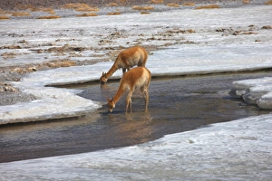 Altiplano Prints: High in the Chilean Altoplano, these vicuna graze by a lagoon