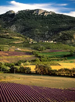 High Provence, Drome, France lavender fields, hay fields and fruit orchards
